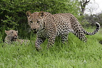 Leopard (Panthera pardus) mother and yearling cub, Botswana
