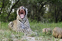 Leopard (Panthera pardus) yawning, Botswana