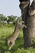 Leopard (Panthera pardus) jumping down from tree, Botswana