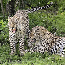 Leopard (Panthera pardus) male and female aggravated with each other, Botswana