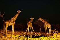 Southern Giraffe (Giraffa giraffa) at waterhole at night, Botswana