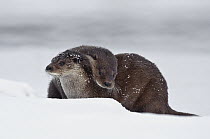 European River Otter (Lutra lutra) pair playing, Kamchatka, Russia