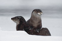 European River Otter (Lutra lutra) pair, Kamchatka, Russia