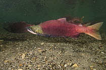 Sockeye Salmon (Oncorhynchus nerka) male in breeding coloration and morphology, Kamchatka, Russia