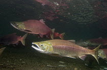 Sockeye Salmon (Oncorhynchus nerka) female and male in breeding coloration and morphology, Kamchatka, Russia