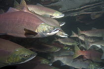 Sockeye Salmon (Oncorhynchus nerka) and Pink Salmon (Oncorhynchus gorbuscha) in breeding coloration and morphology, Kamchatka, Russia