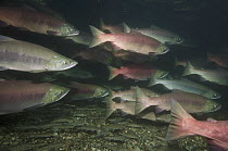 Sockeye Salmon (Oncorhynchus nerka) females in breeding coloration and morphology, Kamchatka, Russia, Kamchatka, Russia