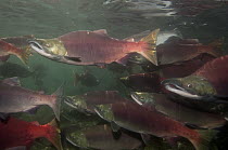 Sockeye Salmon (Oncorhynchus nerka) males in breeding coloration and morphology, Kamchatka, Russia