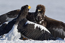 Steller's Sea Eagle (Haliaeetus pelagicus) and Golden Eagle (Aquila chrysaetos) posturing and fighting over food, Kamchatka, Russia