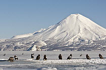 Steller's Sea Eagle (Haliaeetus pelagicus) group on frozen Kuril Lake with Ilinsky Volcano in the background, Kamchatka, Russia