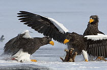 Steller's Sea Eagle (Haliaeetus pelagicus) pair posturing and fighting over food, Kamchatka, Russia