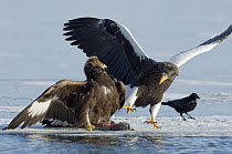 Steller's Sea Eagle (Haliaeetus pelagicus) and Golden Eagle (Aquila chrysaetos) posturing and fighting over food, Kamchatka, Russia
