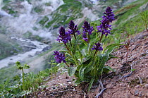 Keyflower Orchid (Dactylorhiza aristata) flowers with geysers in background, Valley of Geysers, Kamchatka, Russia