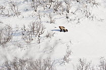 Wolverine (Gulo gulo) in snow-covered landscape, Kamchatka, Russia