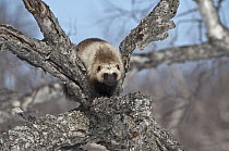 Wolverine (Gulo gulo) climbing tree, Kamchatka, Russia