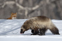 Wolverine (Gulo gulo) walking on snow with Red Fox (Vulpes vulpes) in the background, Kamchatka, Russia