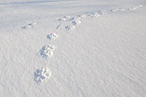 Wolverine (Gulo gulo) tracks in snow, Kamchatka, Russia