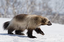 Wolverine (Gulo gulo) walking on snow, Kamchatka, Russia