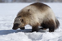 Wolverine (Gulo gulo) foraging in snow, Kamchatka, Russia