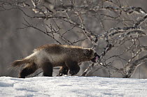 Wolverine (Gulo gulo) walking on snow, Kamchatka, Russia