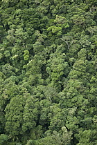 Atlantic rainforest below Sugarloaf Mountain, Rio de Janeiro, Brazil