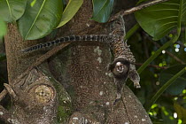 Common Marmoset (Callithrix jacchus) hanging from tree, Sugarloaf Mountain, Rio de Janeiro, Brazil