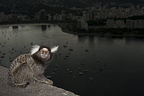 Common Marmoset (Callithrix jacchus) with harbor in background, Sugarloaf Mountain, Rio de Janeiro, Brazil