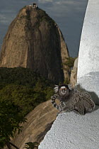 Common Marmoset (Callithrix jacchus) on building, Sugarloaf Mountain, Rio de Janeiro, Brazil