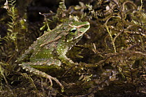Espada's Robber Frog (Pristimantis galdi), Podocarpus National Park, Ecuador