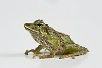 Espada's Robber Frog (Pristimantis galdi), Podocarpus National Park, Ecuador