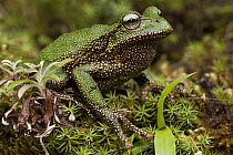 Marsupial Frog (Gastrotheca turnerorum), a newly discovered species, Podocarpus National Park, Ecuador