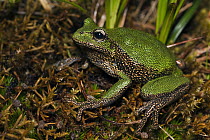 Marsupial Frog (Gastrotheca turnerorum), a newly discovered species, Podocarpus National Park, Ecuador