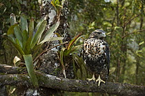 Black-chested Buzzard-Eagle (Geranoaetus melanoleucus) juvenile, Podocarpus National Park, Ecuador
