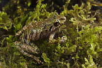 Southern Frog (Leptodactylidae), newly discovered species, Podocarpus National Park, Ecuador