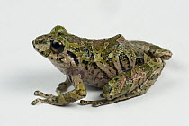 Southern Frog (Leptodactylidae), newly discovered species, Podocarpus National Park, Ecuador