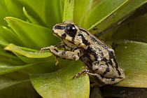 Southern Frog (Pristimantis sp), newly discovered species, Podocarpus National Park, Ecuador