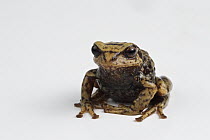 Southern Frog (Pristimantis sp), newly discovered species, Podocarpus National Park, Ecuador