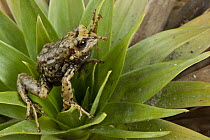 Southern Frog (Pristimantis sp), newly discovered species on bromeliad, Podocarpus National Park, Ecuador