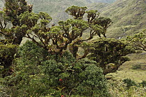 Podocarpus (Podocarpus sp) tree, Podocarpus National Park, Ecuador