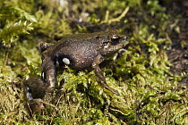 Urdaneta Robber Frog (Pristimantis orestes), Podocarpus National Park, Ecuador