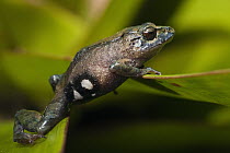 Urdaneta Robber Frog (Eleutherodactylus orestes), Podocarpus National Park, Ecuador
