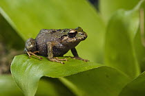 Urdaneta Robber Frog (Eleutherodactylus orestes), Podocarpus National Park, Ecuador
