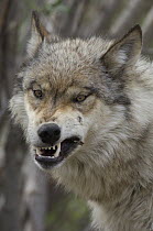 Gray Wolf (Canis lupus) biting down on stick, Alaska