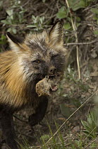 Red Fox (Vulpes vulpes) with vole prey, Alaska