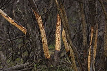 Alder (Alnus fruticosa) trees girdled by Snowshoe Hare (Lepus americanus), Alaska