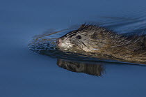 Muskrat (Ondatra zibethicus) swimming, Alaska