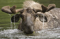 Alaska Moose (Alces alces gigas) male foraging for aquatic vegetation, Alaska