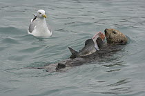 Sea Otter (Enhydra lutris) feeding on Pink Salmon (Oncorhynchus gorbuscha) while gull waits for scraps, Prince William Sound, Alaska