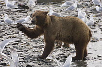 Grizzly Bear (Ursus arctos horribilis) and Glaucous-winged Gulls (Larus glaucescens) on riverbank, Alaska