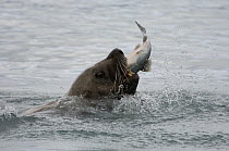 Steller's Sea Lion (Eumetopias jubatus) male feeding on Pink Salmon (Oncorhynchus gorbuscha), Prince William Sound, Alaska